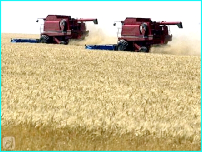 Условия перевозки зерна по полевым дорогам